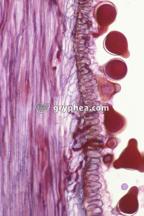 Mauve - Pollen sur stigmate avec tubes polliniques x40 - gryphea.com